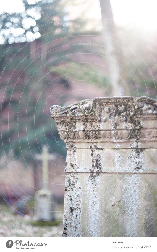 Old gravestones in the light. Tree Downtown Cemetery Hoppenlau cemetery Tombstone Stone Crucifix Illuminate Bright Death Weathered Remember Colour photo