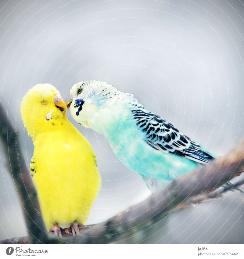 What loves teases what loves loves loves love Environment Sky Animal Pet Bird Wing Budgerigar 2 Flock Pair of animals Kissing Friendliness Together Happy Blue