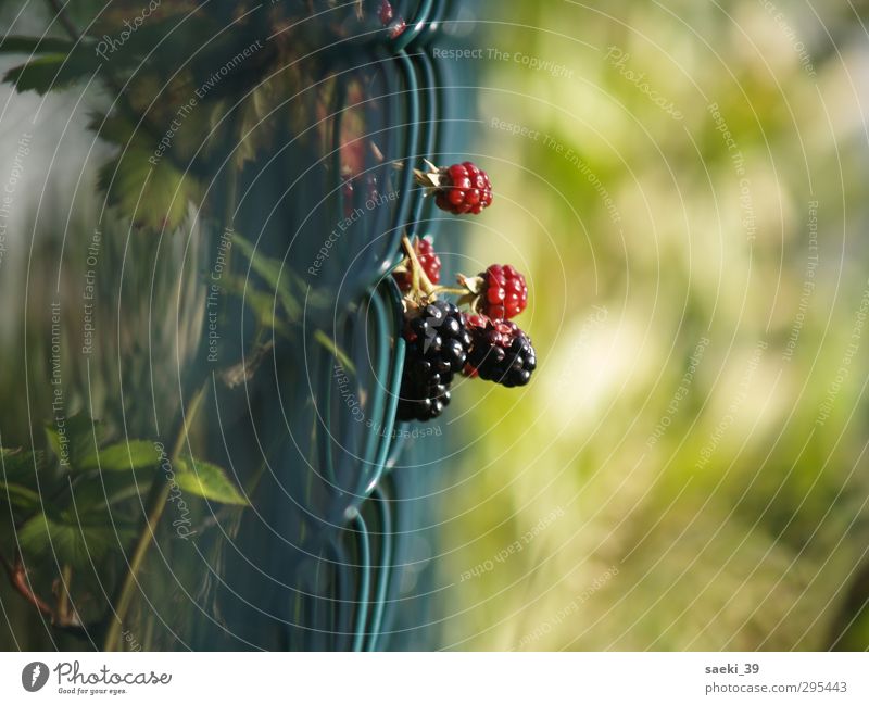 A dream of blackberries Nature Plant Summer Wild plant "Berries and berries Blackberries" Fence Contentment Patient Calm Endurance Colour photo Exterior shot