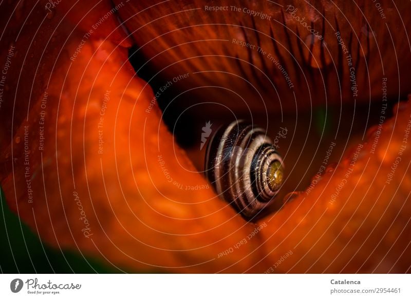 A snail hides between the petals of the corn poppy Nature Plant Animal Drops of water Spring Bad weather Flower Blossom Wild plant Poppy blossom Poppy leaf