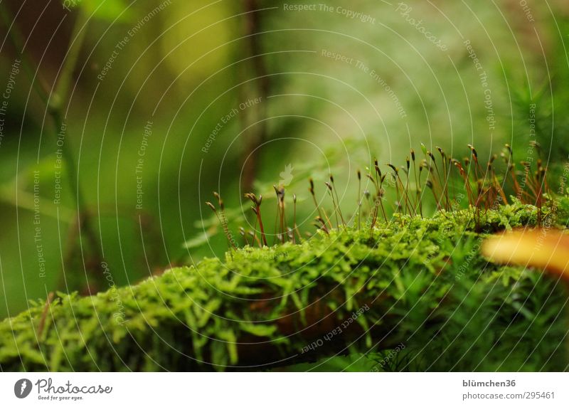 Once upon a time ... in autumn Nature Plant Autumn Moss Leaf Blossom Forest Blossoming Lie Stand Thin Fresh Small Wet Soft Green Idyll Environment Growth Basis