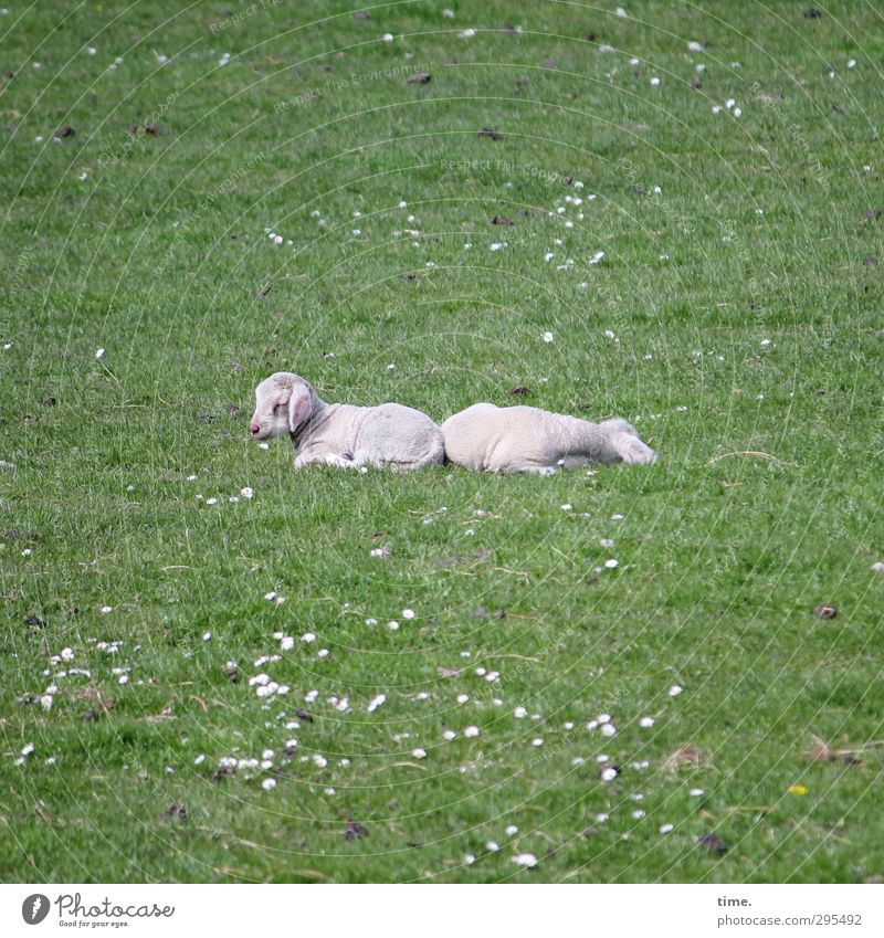 Hiddensee | bummlich & muggelich Environment Nature Beautiful weather Meadow Animal Animal face Pelt Sheep Lamb 2 Touch Blossoming To enjoy Lie Sleep