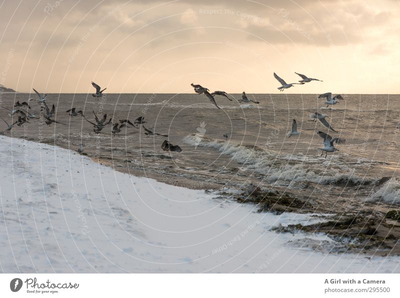 V Environment Nature Landscape Animal Elements Sand Sky Horizon Sun Winter Beautiful weather Snow Baltic Sea Ocean Bird Gull birds Group of animals Flock Flying