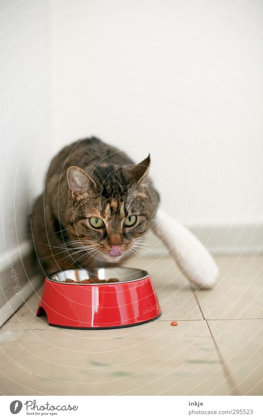 Five weeks the lint was sick. Now it eats again... Veterinarian Corner of the room Pet Cat Animal face 1 Bandage Food bowl To feed Love of animals Compassion