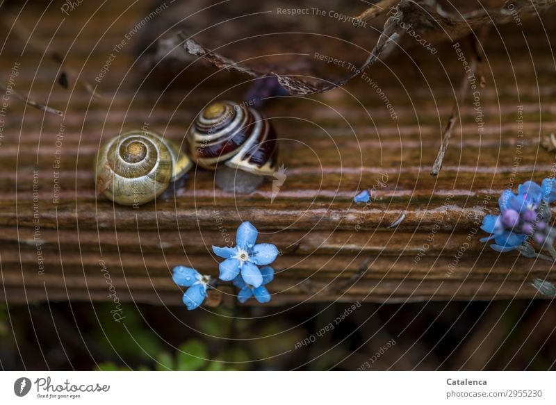 Comfortable weather for snails. Forget-me-not and foliage can also be seen Nature Plant Animal Drops of water Spring Bad weather Rain Flower Leaf Blossom