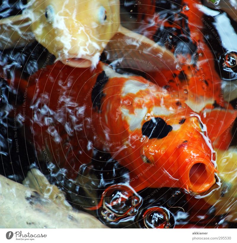 Gasping for air Environment Nature Animal Elements Water Pond Lake Fish Scales Bright Wet Natural Koi Carp Colour photo Multicoloured Exterior shot Close-up