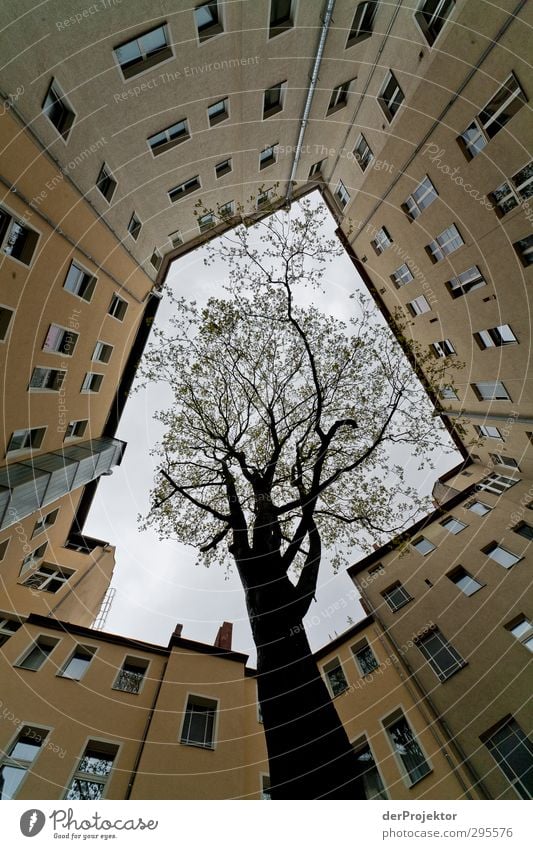 The window to the courtyard 11 Environment Nature Sky Spring Plant Tree Capital city Downtown Deserted House (Residential Structure) Manmade structures Building