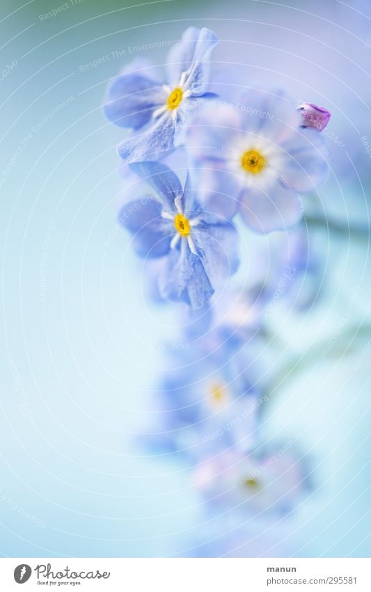 baby blue Nature Plant Spring Flower Blossom Forget-me-not Spring flower Bright Natural Blue Spring fever Colour photo Close-up Detail Copy Space left