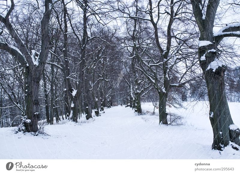 panoramic trail Relaxation Calm Trip Far-off places Winter vacation Hiking Human being 2 Environment Nature Landscape Ice Frost Snow Tree Movement Loneliness