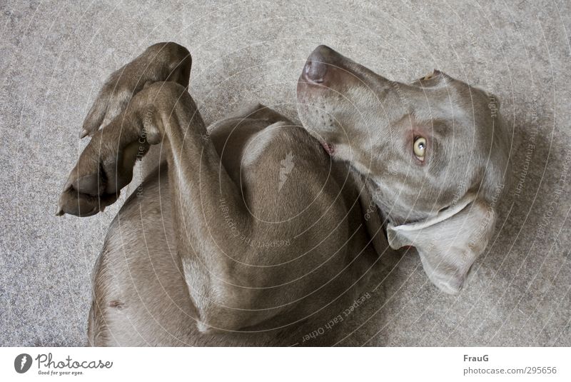 Scratch me, please! Elegant Relaxation Animal Dog Animal face Pelt Paw 1 To enjoy Lie Beautiful Feminine Anticipation Safety (feeling of) Friendship Weimaraner