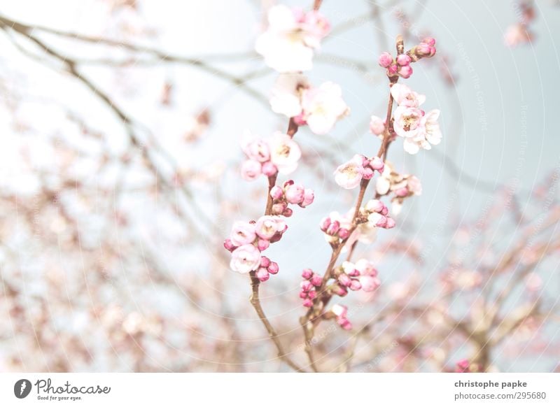 Hanami Plant Spring Beautiful weather Blossom Blossoming Exotic Bright Spring fever Nature Cherry Blossom Festival Cherry blossom Apple blossom Japan