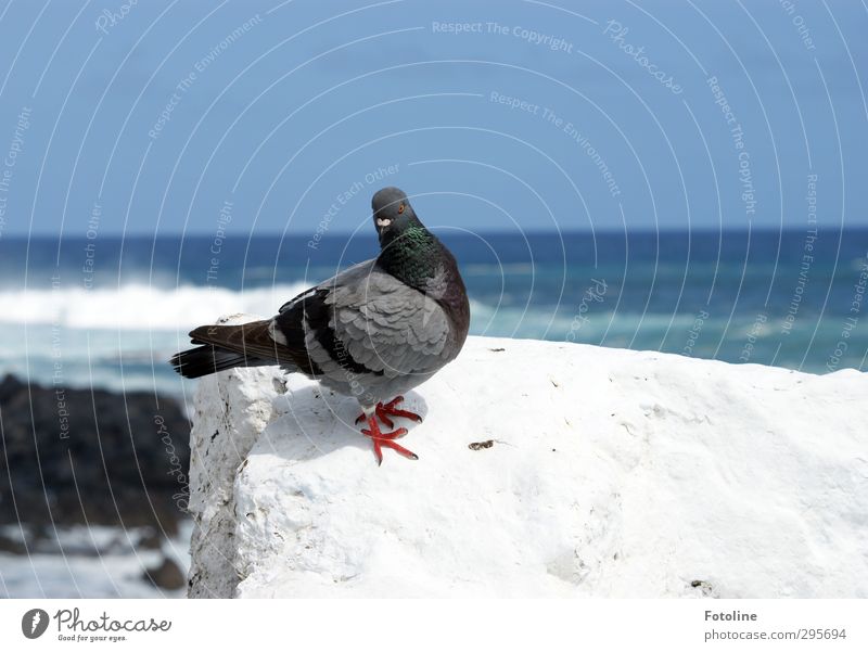 Yes, and now look into the camera... Perfect! Perfect! Environment Nature Animal Elements Water Sky Cloudless sky Summer Beautiful weather Waves Coast Ocean