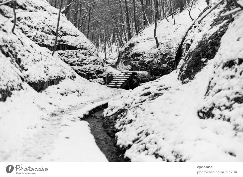 Stairs in the forest Relaxation Calm Trip Adventure Winter vacation Hiking Environment Nature Landscape Ice Frost Snow Tree Forest Rock Canyon Brook Loneliness