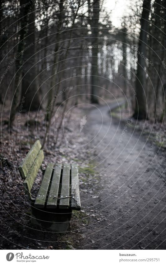 a long way away. Vacation & Travel Trip Hiking Nature Landscape Earth Autumn Winter Weather Plant Tree Moss Park Forest Deserted Park bench Bench Wood Line