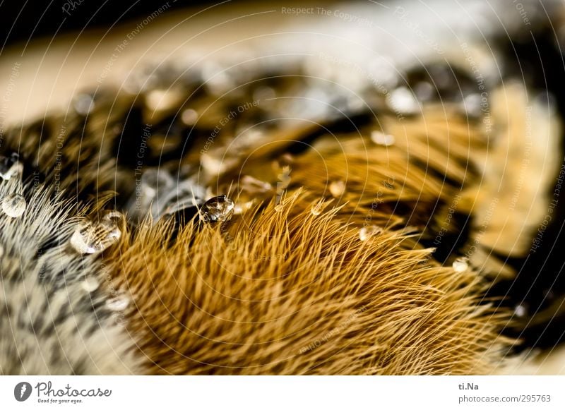 mountain finch Wild animal Dead animal Bird Wing Lie Beautiful Brown Orange Black White Love of animals Grief Death Colour photo Macro (Extreme close-up)