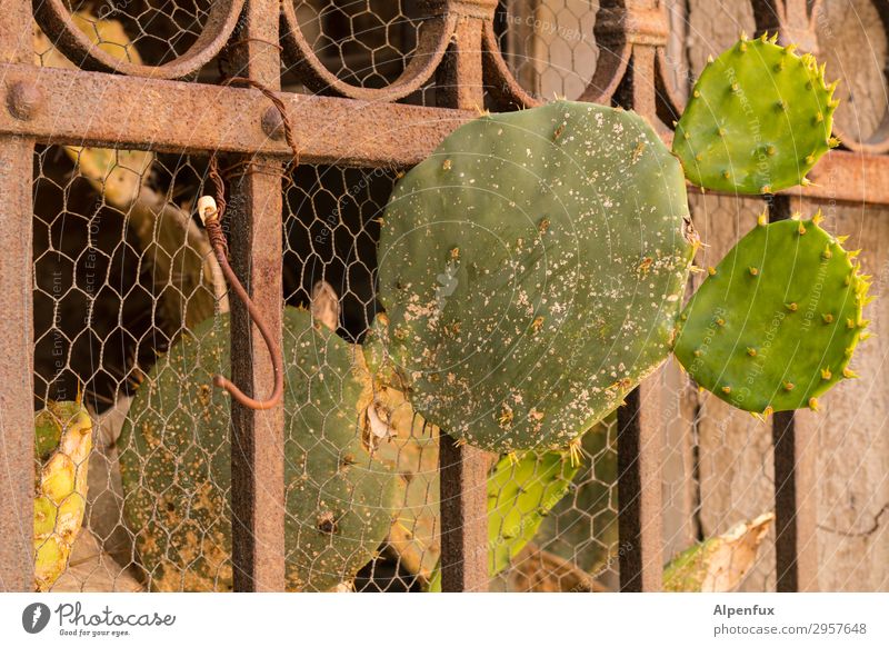 Get out of the isolation! Plant Cactus Thorny Success Power Willpower Brave Determination Effort Resolve Freedom Hope Competition Ease Problem solving Nature