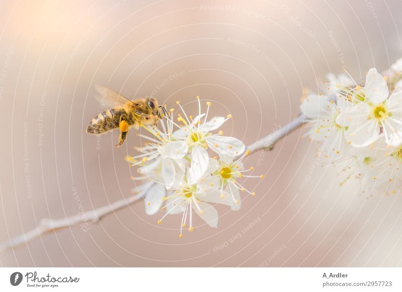 Honey bee shortly before landing (Apis mellifera) Nature Plant Animal Spring Summer Tree Garden Park Farm animal Wild animal Bee 1 Blossoming Fragrance Flying