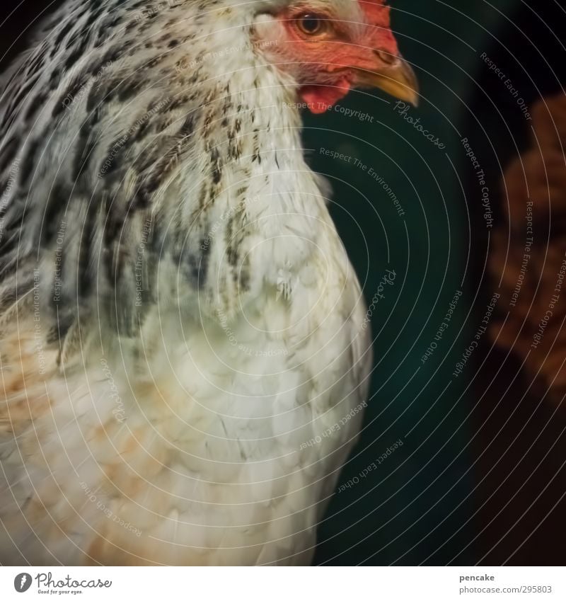 S Animal Pet Farm animal Animal face Barn fowl 1 Esthetic Relaxation Senses Pride Survive Environment Innocent Poultry Red White Egg Colour photo Exterior shot