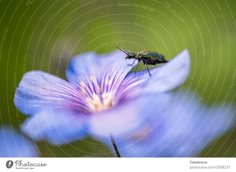 Leaf beetle on flax flower Nature Plant Animal Spring Flower Blossom Flax plants linseed blossom Garden Meadow Field Wild animal Beetle Insect leaf beetle