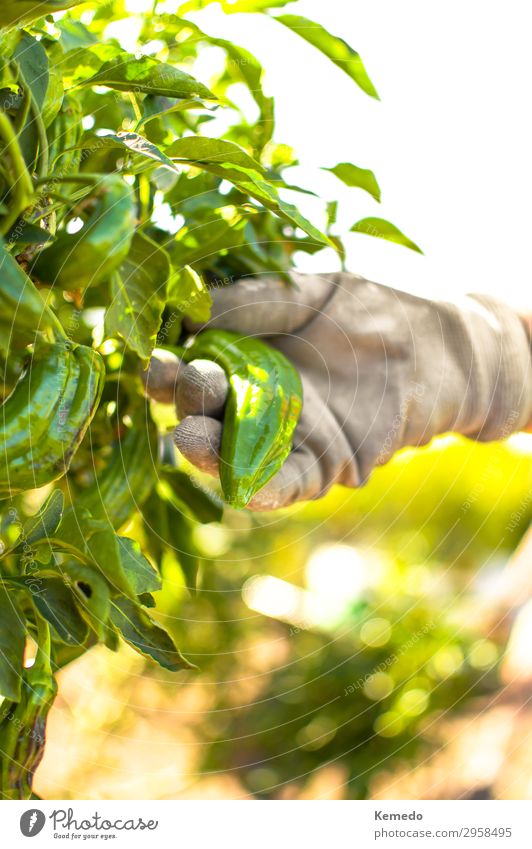 Hand with gardening glove picking a organic green pepper. Food Vegetable Nutrition Organic produce Vegetarian diet Lifestyle Healthy Eating Wellness Harmonious