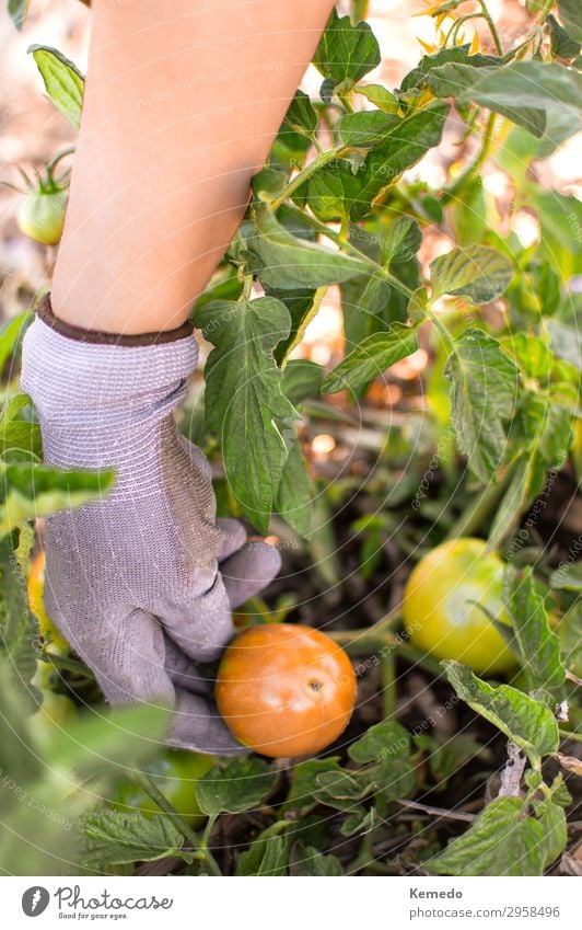 Farmer picking organic tomatoes from vegetable garden. Food Vegetable Fruit Organic produce Vegetarian diet Lifestyle Healthy Healthy Eating Wellness Harmonious