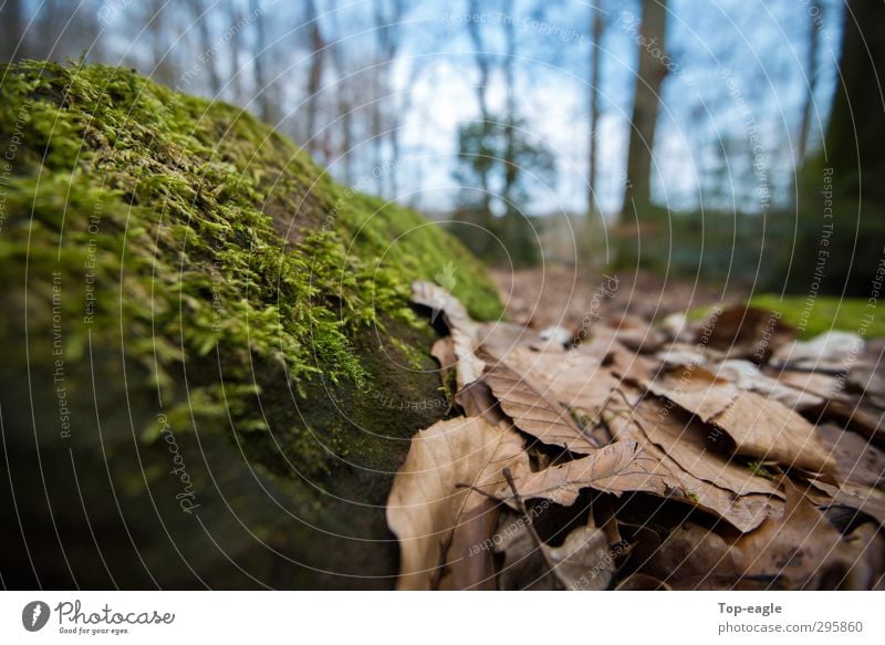 perspective Nature Autumn Moss Leaf Forest Woodground Sustainability Blue Brown Green Relaxation Freedom Contentment Colour photo Exterior shot Close-up