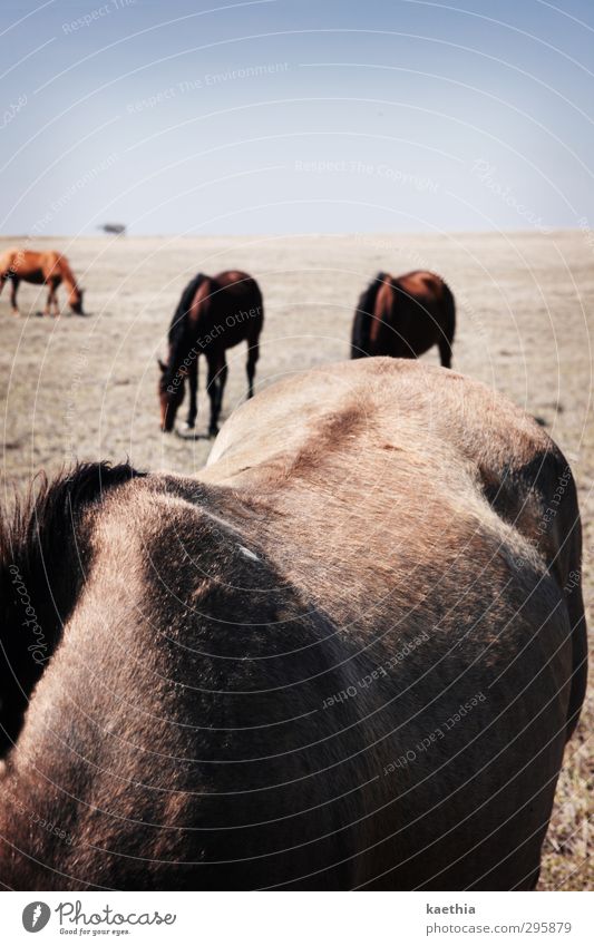 back parade Nutrition Beautiful Hair and hairstyles Vacation & Travel Adventure Hiking Sports Ride Sky Cloudless sky Grass Meadow Field Animal Pet Farm animal