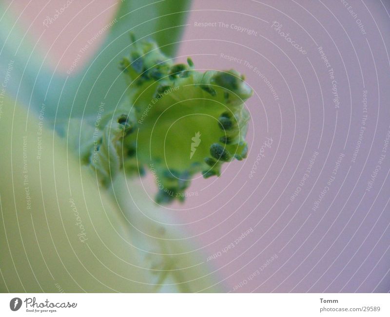 Rabieate Green Pink Leaf Loneliness kohlrabie Macro (Extreme close-up) Vegetable Close-up