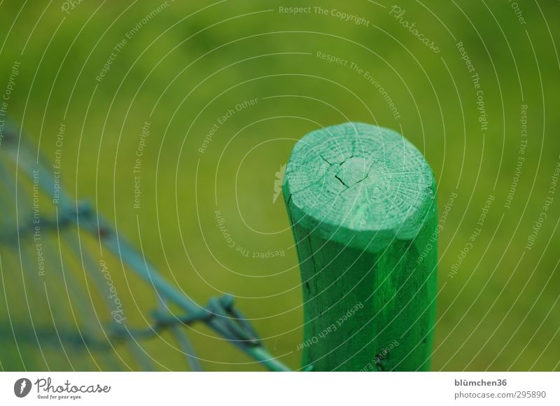 green \ green | green | green Plant Spring Garden Meadow Illuminate Stand Simple Green Garden fence Fence Fence post Wood Colour Boundary Wood fiber Wood grain