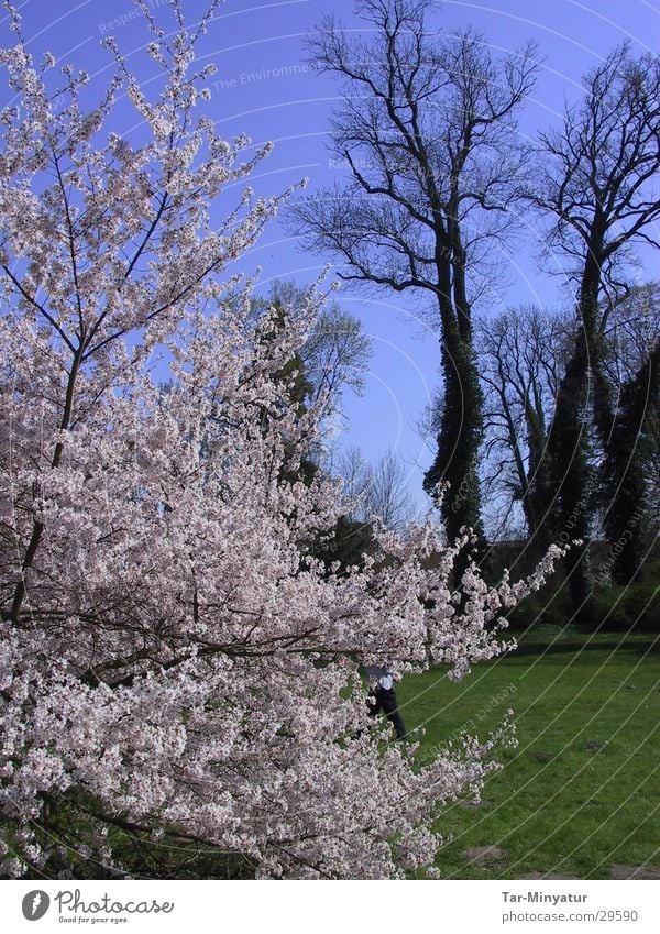 park impression Bushes Blossom Park Tree Plant Autumn Blossoming White Green Headstrong Dry Exterior shot To fall flower