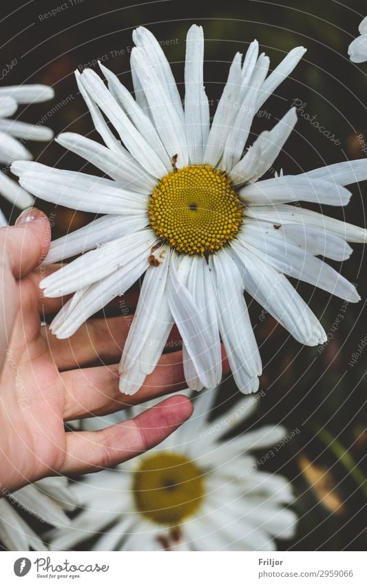 giganteum Nature Plant Spring Summer Flower Blossom Foliage plant Wild plant Daisy Marguerite Garden Park Gigantic Beautiful Natural Yellow White