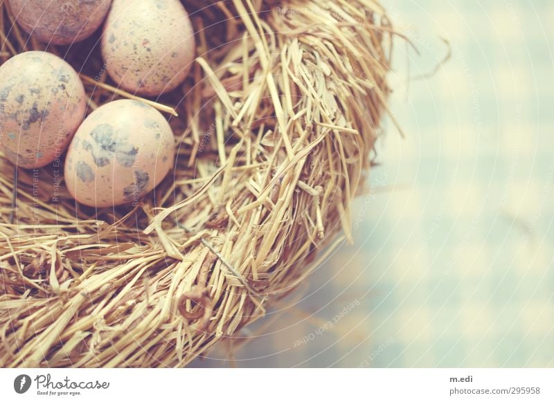 birdy. Nature Animal Bird Egg Quail's egg Nest Bright Beautiful Colour photo Interior shot