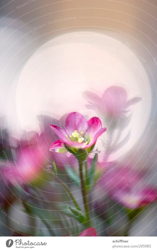 ray of hope Plant Spring Flower Fragrance Happiness Green Pink Blossom Flowering plant Blossom leave Pistil Light (Natural Phenomenon) Reflection