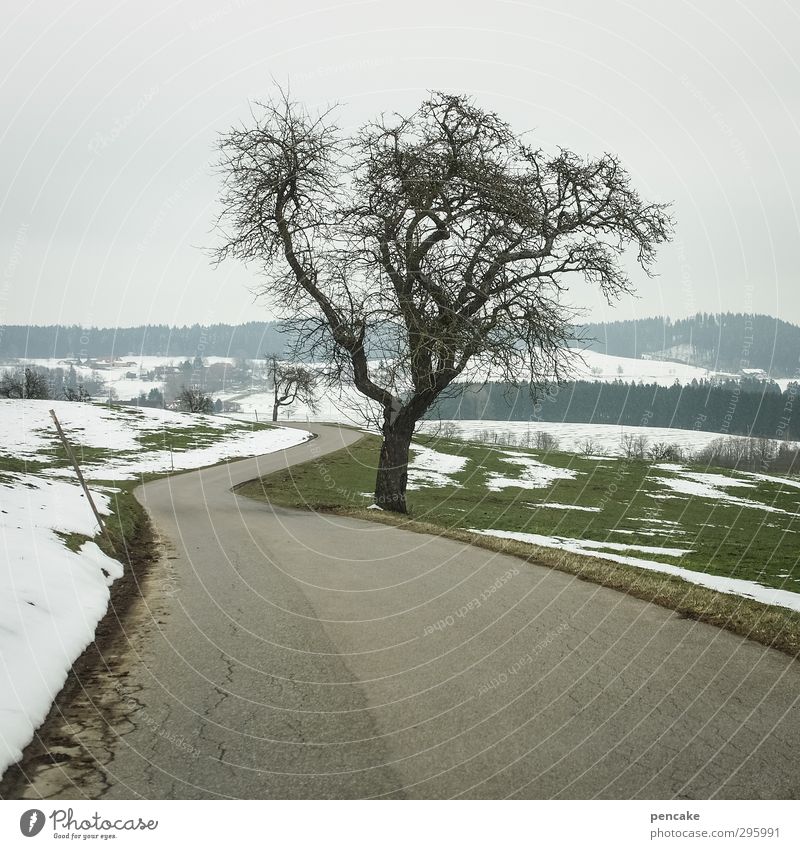 start-up Nature Landscape Spring Ice Frost Snow Tree Field Forest Hill Mountain Allgäu Street Spring fever Anticipation Life Branchage Bleak Swabian Intuition