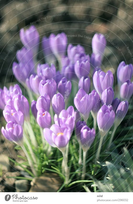 Beginning of spring - purple Environment Nature Plant Crocus Flower Garden Spring Violet Spring fever Blossom Colour photo Exterior shot Detail Copy Space top