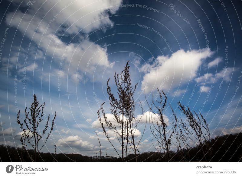 To the sun, to freedom... Environment Nature Landscape Sky Clouds Grass Field Relaxation Duvenstedt Brook Hamburg Dramatic Ambitious Colour photo Exterior shot