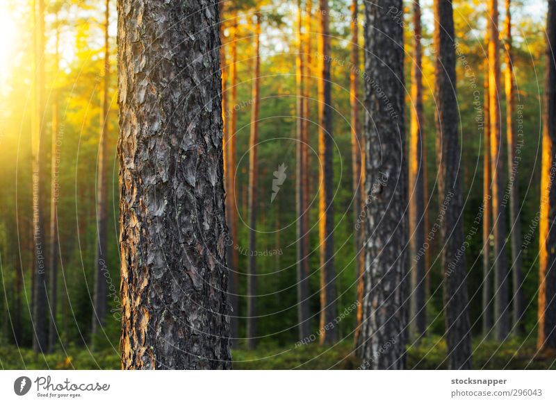 Pine Forest Nordic Evening Light Light (Natural Phenomenon) Tree Nature Finland Finnish Deserted Exterior shot Summer Scandinavia