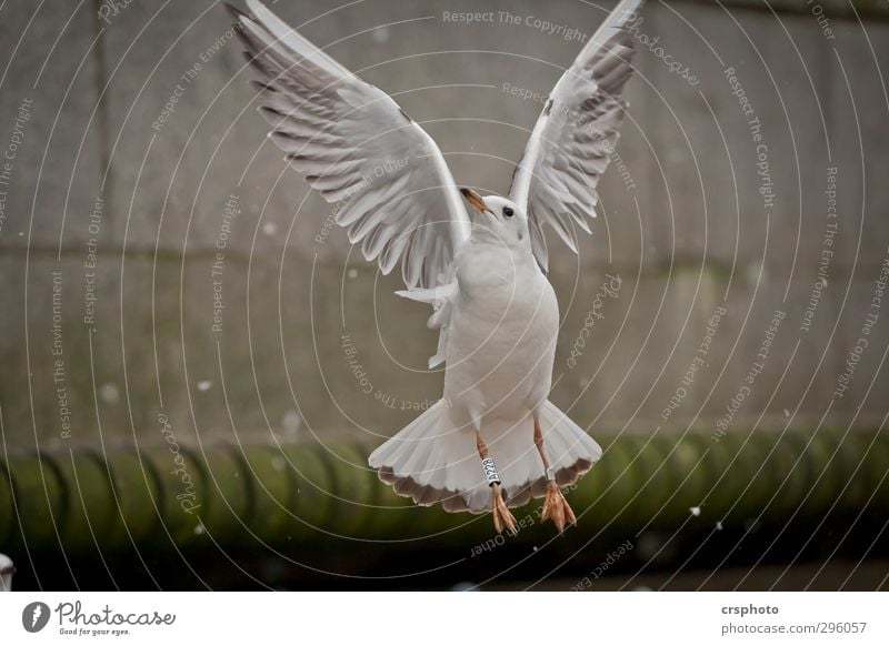 Fly me to the moon... Animal Bird 1 Flying Alster Hamburg seagulls Furniture flapping Go up Colour photo Exterior shot Day Animal portrait