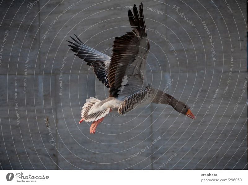 Ganter. Animal Wild animal Bird 1 Flying Hamburg Goose Appetite Go up Curiosity Plumed Beak Wing Duck Colour photo Copy Space bottom Day Animal portrait