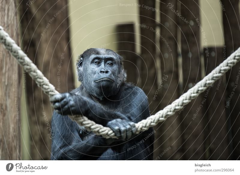 gorilla lady Animal Wild animal Animal face Paw Zoo Monkeys Gorilla 1 Rope Dream Sadness Brown Gray Black Colour photo Subdued colour Interior shot