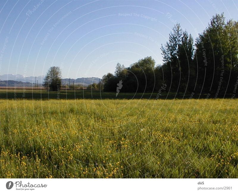 landscape Meadow Tree Flower Grass Vantage point Americas Landscape Mountain