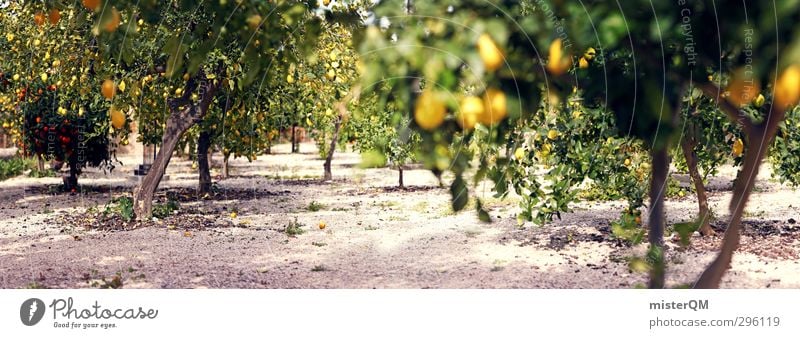 Lemon panorama. Environment Nature Landscape Plant Esthetic Contentment Lemon juice Lemon yellow Lemon tree Avenue Orange tree Plantation South Many Tree