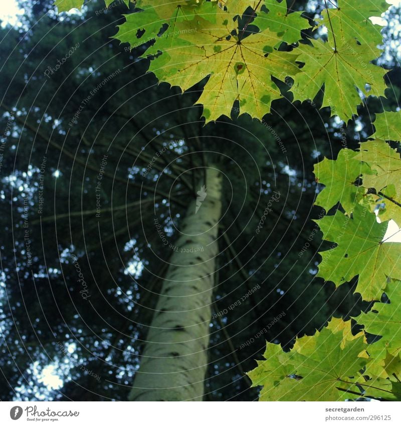 green, green, green are all my leaves.... Environment Nature Animal Spring Plant Tree Leaf Green Frame Fir tree Vista Colour photo Exterior shot Deserted