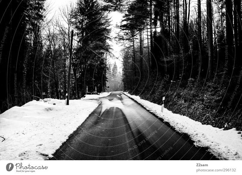 alone in the hall Hiking Winter Snow Forest Traffic infrastructure Street Lanes & trails Dark Creepy Cold Trashy Calm Homesickness Wanderlust Loneliness Horizon