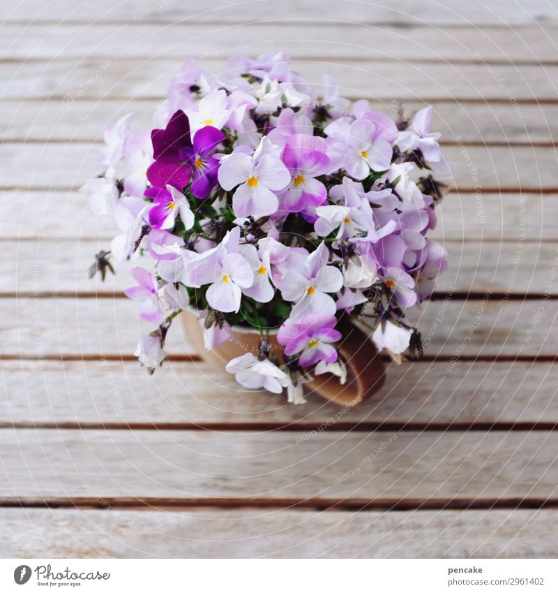 Flowery Cup Spring Plant Blossom Idea Ease Center point Nature Calm Beautiful Decoration Wooden table Horned pansy Bouquet Café Violet Colour photo