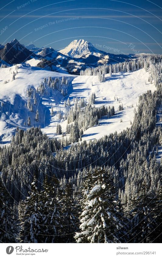 behind the trees ... Landscape Winter Beautiful weather Ice Frost Snow Tree Forest Cold Blue White Freedom Schwyberg Vantage point Mountain Alps Colour photo