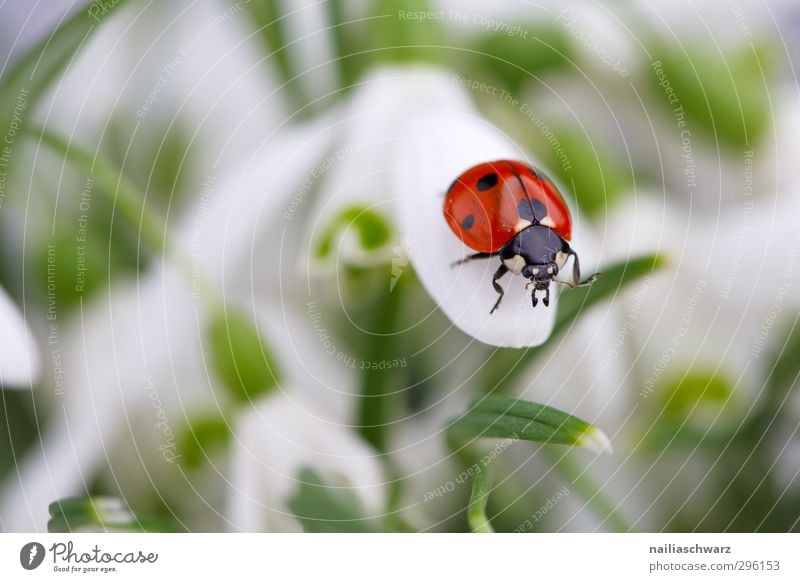 ladybugs Plant Animal Spring Flower Snowdrop Beetle Ladybird Insect 1 Observe Movement Fragrance Crawl Illuminate Friendliness Happiness Natural Cute Positive