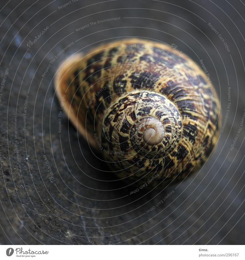 La Maison lifelines #60 Living or residing Flat (apartment) Dream house Decoration Nature Rock Animal Snail Snail shell Shell 1 Exceptional Elegant Beautiful