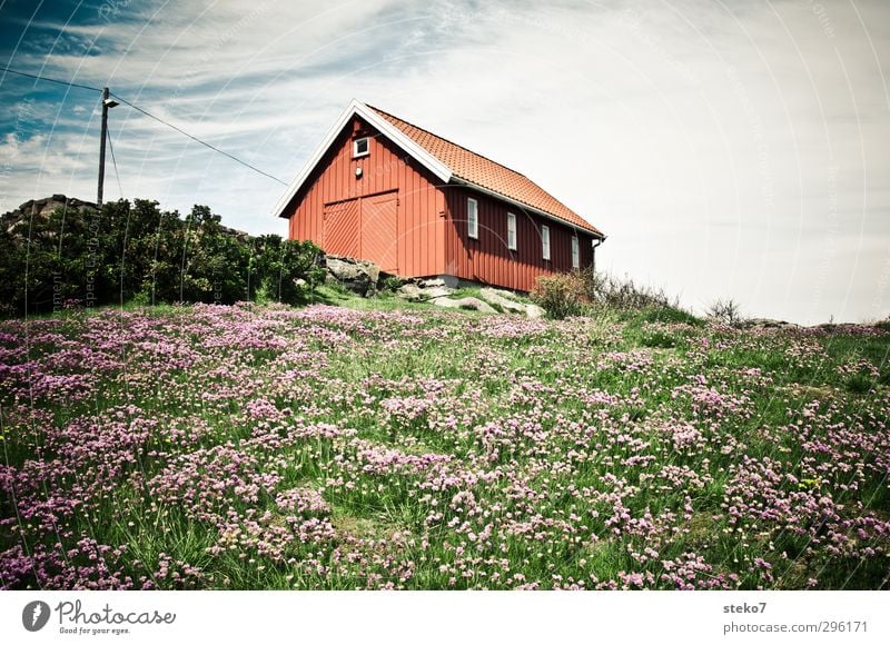 red shed Nature Summer Flower Meadow House (Residential Structure) Garden Natural Green Red Loneliness Norway Wooden hut Colour photo Exterior shot Deserted Day