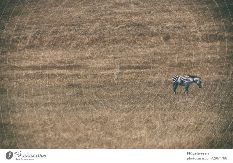 Abra kazebra Loneliness Zebra Meadow Field Wilderness Landscape Sadness Buck Obstinate Fear Individual Lovesickness Stripe Black & white photo